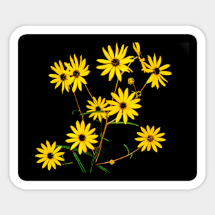 Daisies Sticker